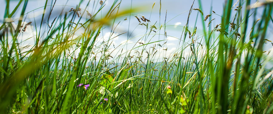Umwelt Blumenwiese