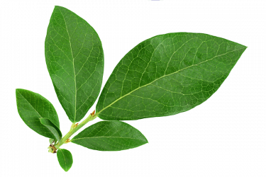 Reflexa-nachhaltig-Blatt-1 Reflexa-nachhaltig-Blatt-1