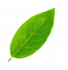 Reflexa-nachhaltig-Blatt-2 Reflexa-nachhaltig-Blatt-2