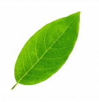 Reflexa-nachhaltig-Blatt-2 Reflexa-nachhaltig-Blatt-2