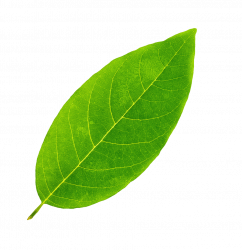 Reflexa-nachhaltig-Blatt-2 Reflexa-nachhaltig-Blatt-2